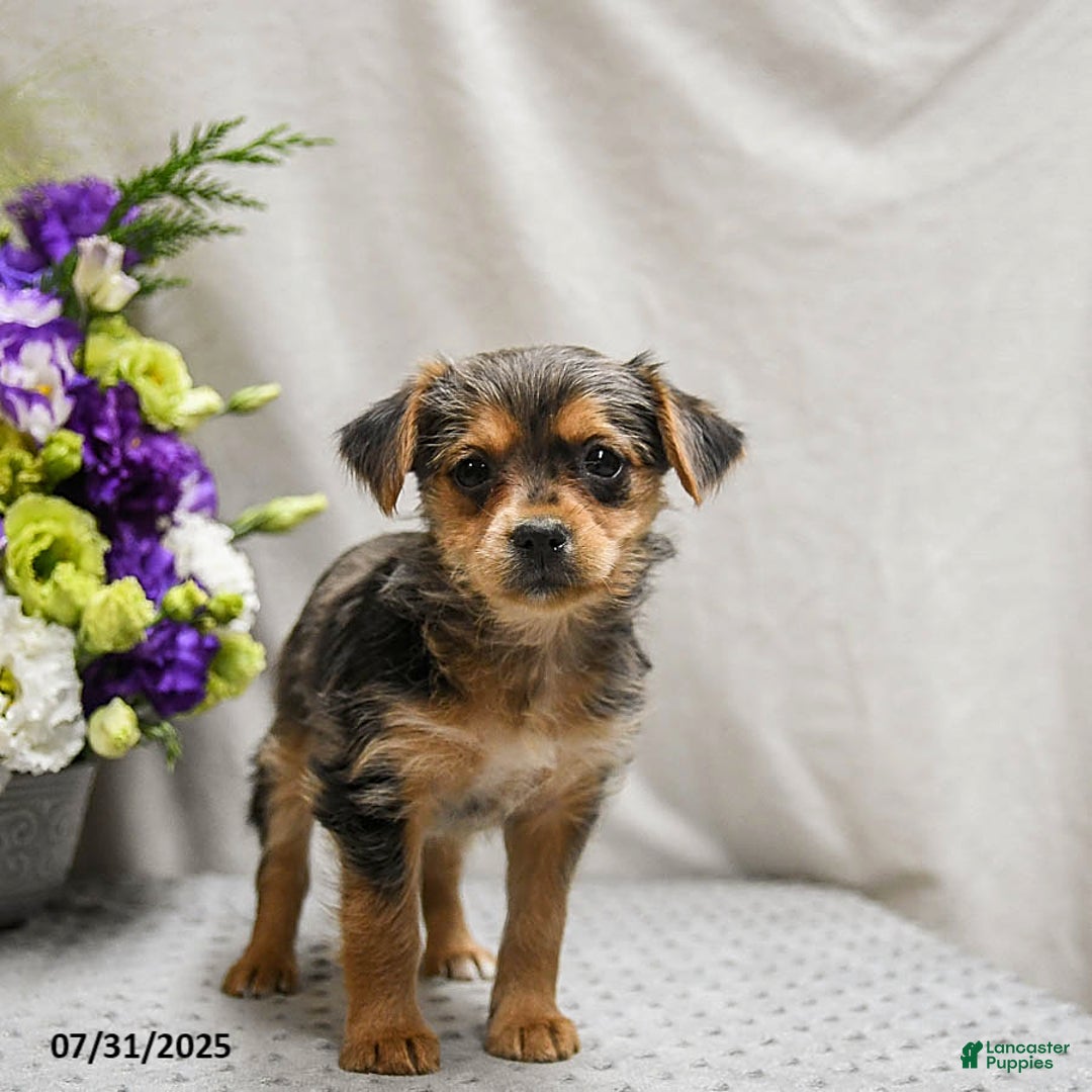 Jack Russell Terrier dogs for sale: Remy - Image 1
