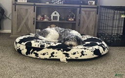 Goldendoodle dogs for sale: Lady - Image 3