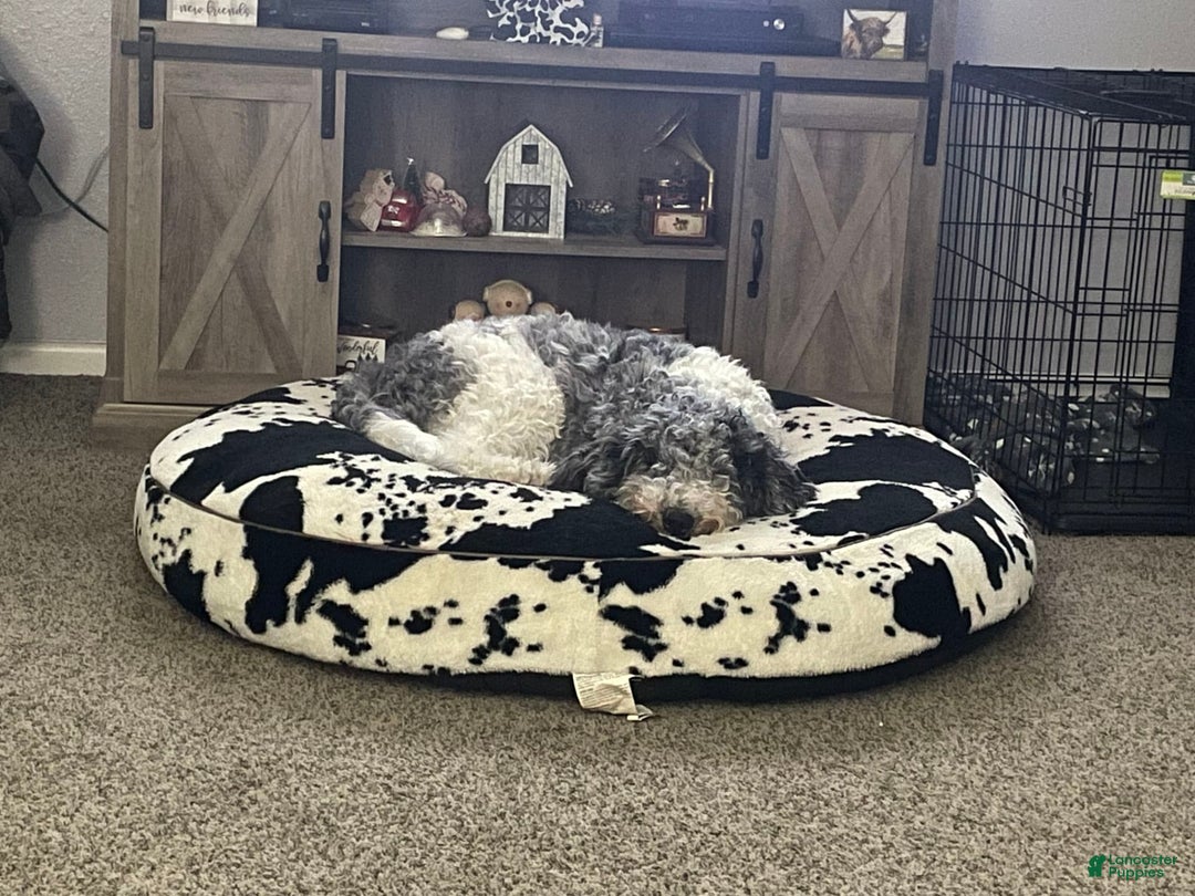 Goldendoodle dogs for sale: Lady - Image 3