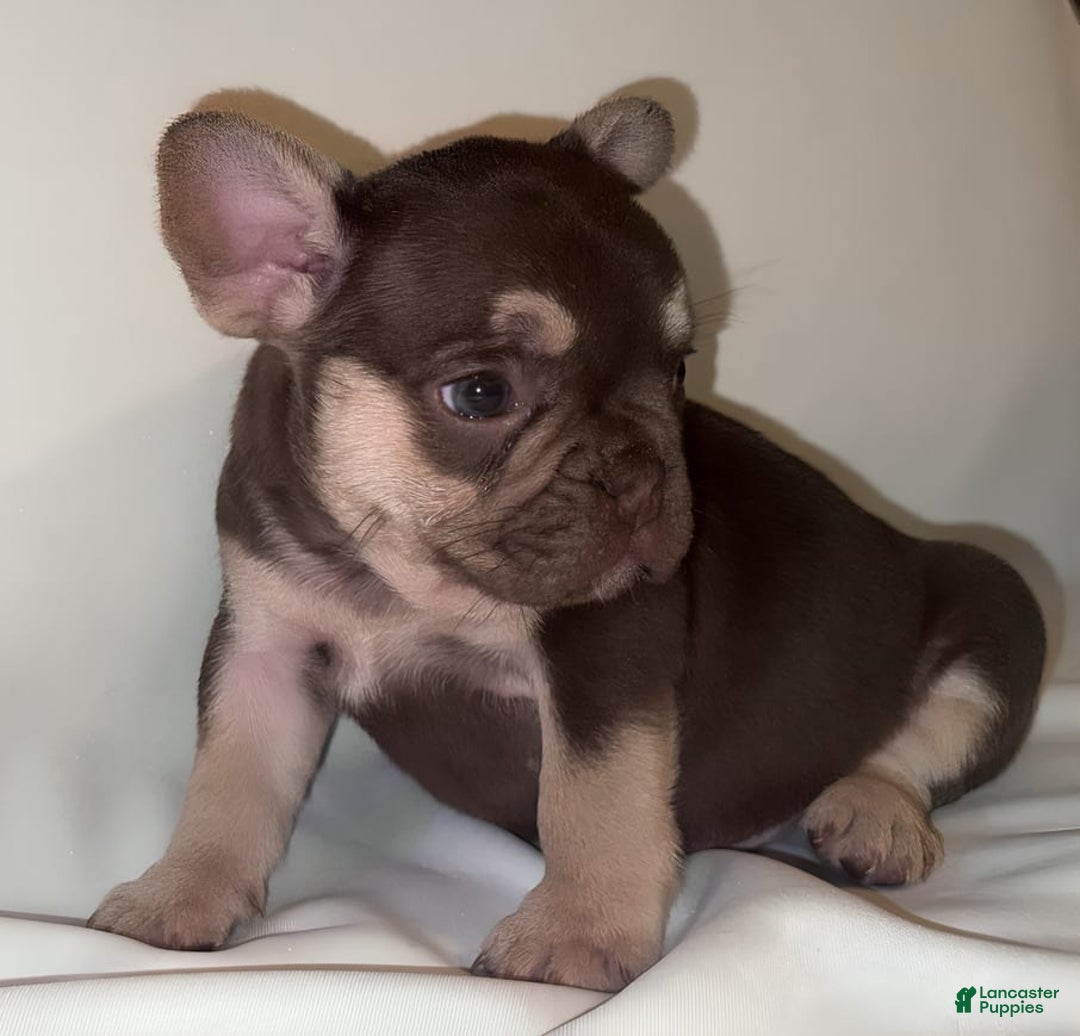French Bulldog dogs for sale: Nova - Image 1