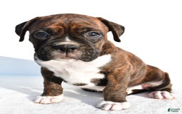 Boxer dogs for sale: Maverick - Image 2
