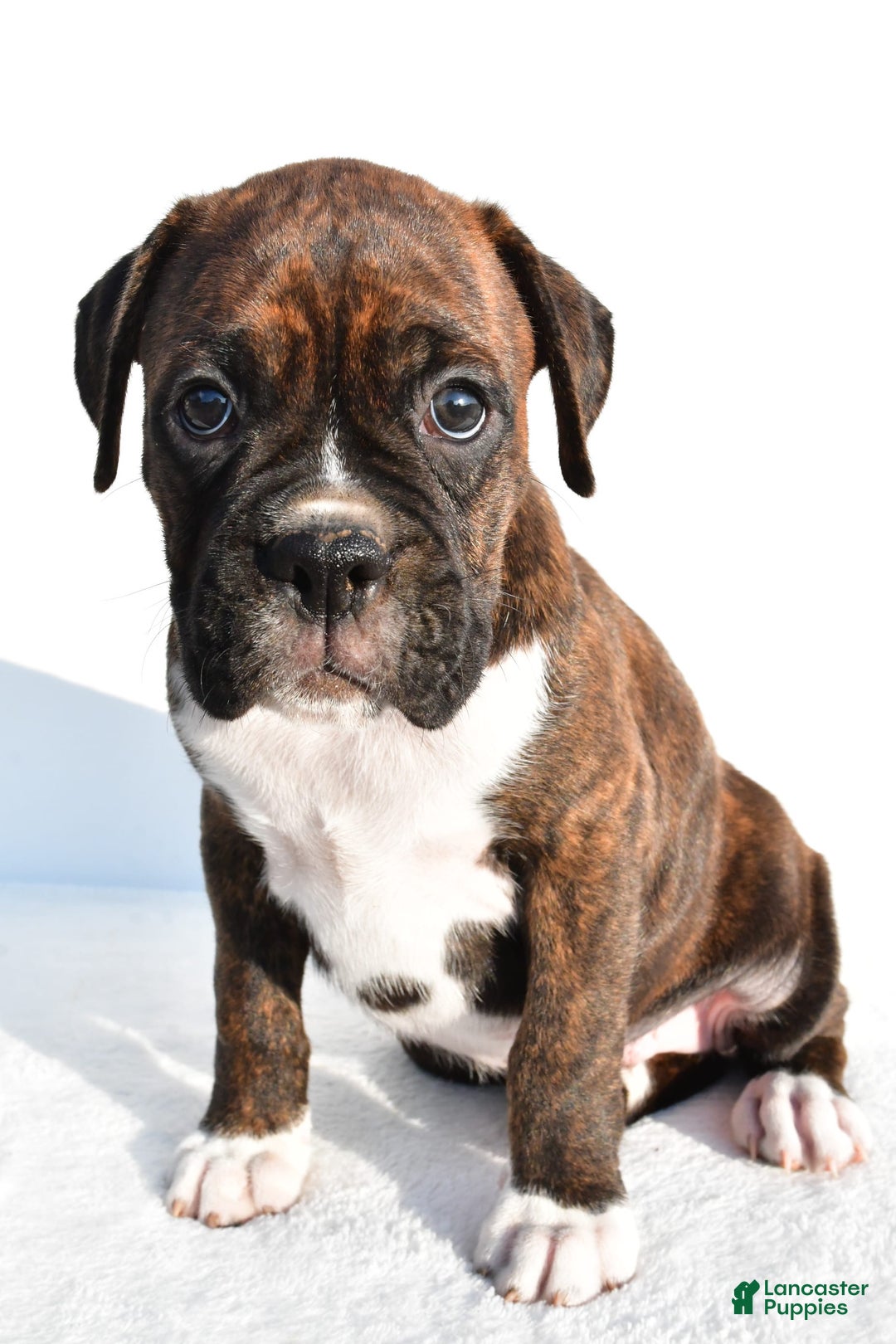 Boxer dogs for sale: Maverick - Image 2