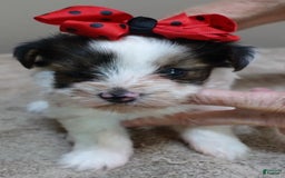 Yorkshire Terrier dogs for sale: Bambi - Image 3