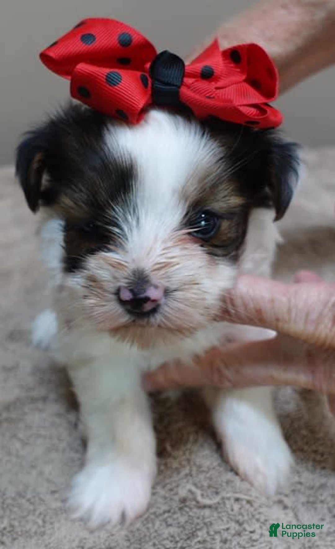 Yorkshire Terrier dogs for sale: Bambi - Image 3