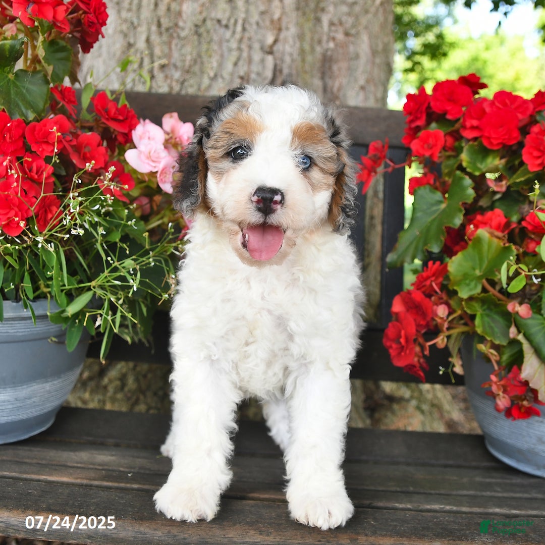 Mini Aussiedoodle dogs for sale: Ariana - Image 1