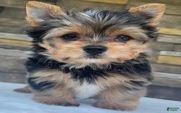 Yorkshire Terrier dogs for sale: Bo - Image 2