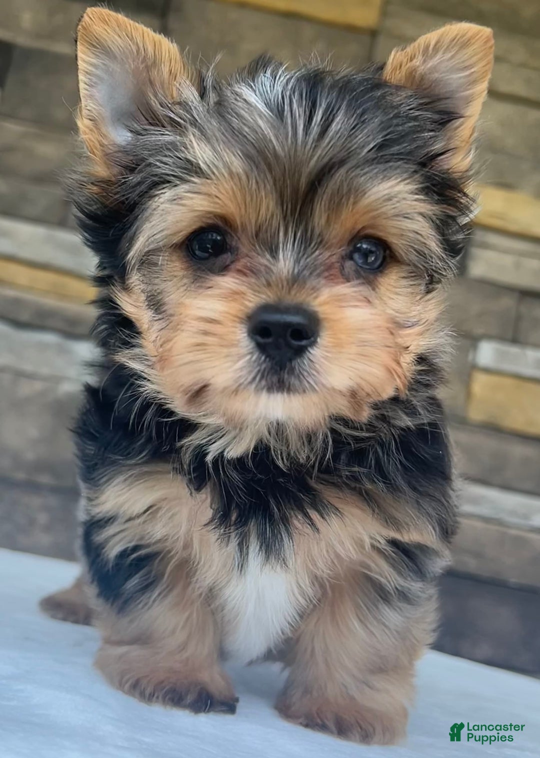 Yorkshire Terrier dogs for sale: Bo - Image 2