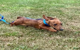 Miniature Dachshund dogs for sale: Griffin - Image 4