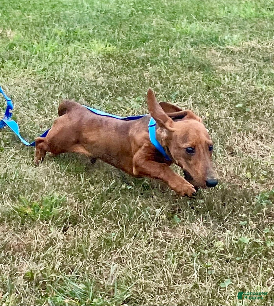 Miniature Dachshund dogs for sale: Griffin - Image 4