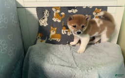 Shiba Inu dogs for sale: Birdie - Image 1