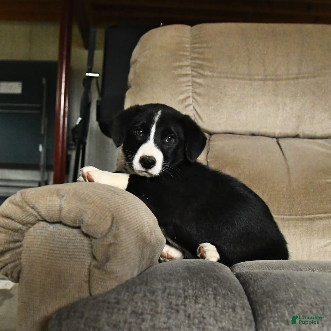 Bernese Mountain Dog dogs for sale: Falcon - Image 7