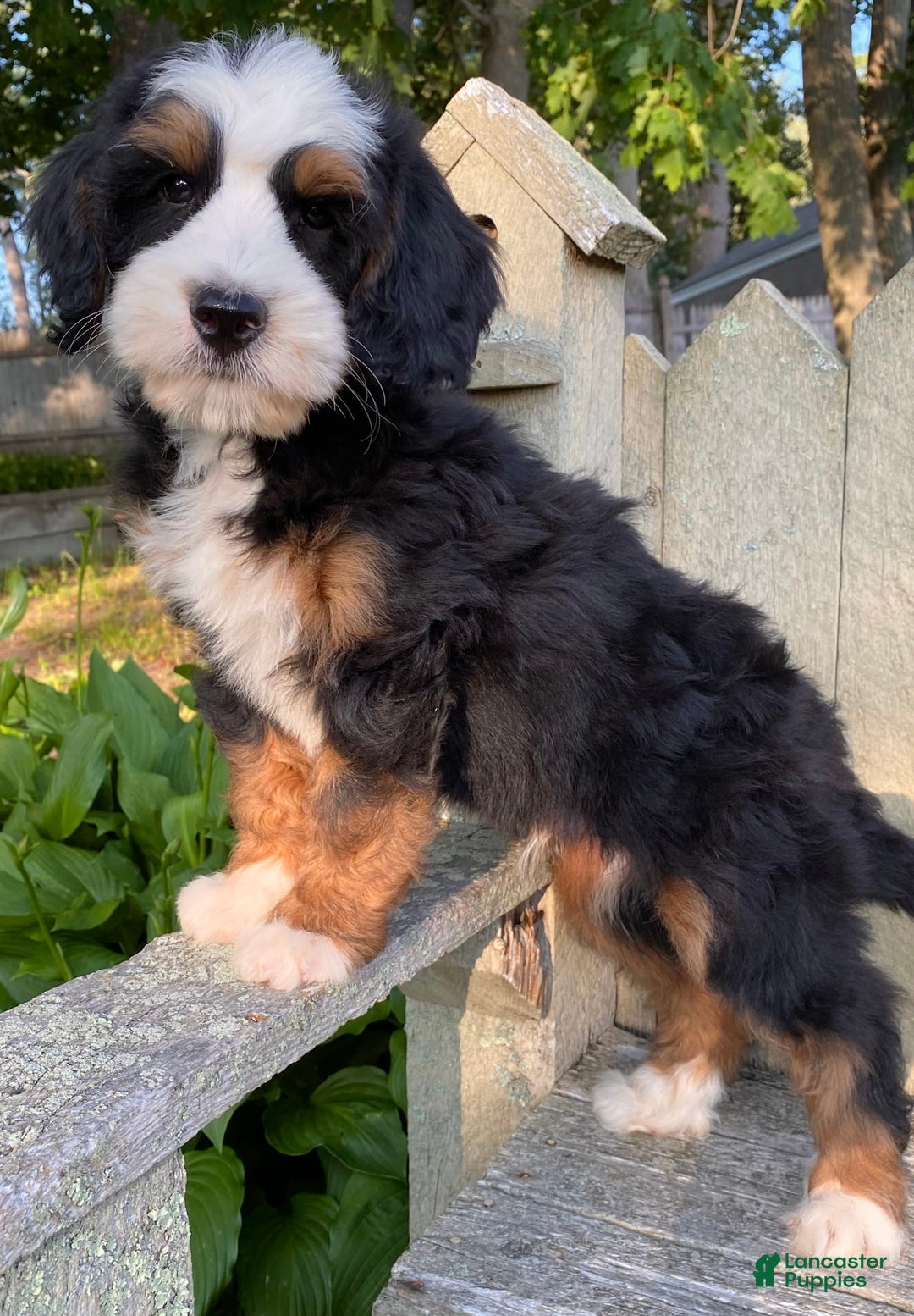 Mini Bernedoodle dogs for sale: ❤️ Boston Ma ❤️ Mini Bernedoodle - Image 13