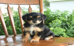 Teddy Bear dogs for sale: Zephyr - Image 4