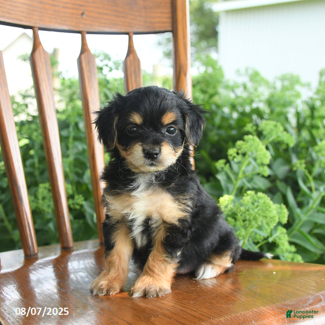 Teddy Bear dogs for sale: Zephyr - Image 4