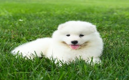 Samoyed dogs for sale: Ginger - Image 2