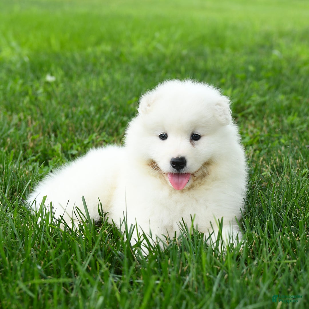 Samoyed dogs for sale: Ginger - Image 2