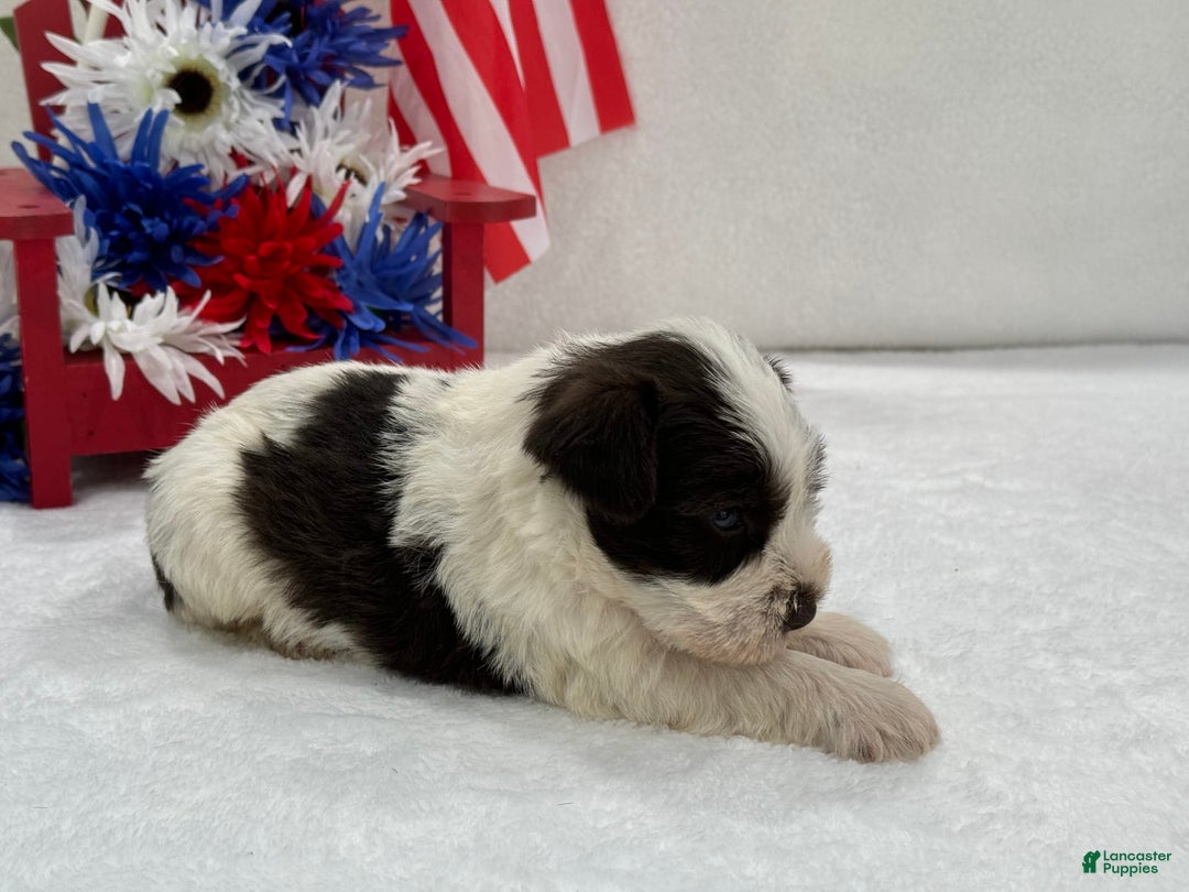 Miniature Schnauzer dogs for sale: Paisley Male 1 Liver Parti Blue Eyes - Image 3