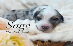 Australian Shepherd dogs for sale: Sage - Image 1