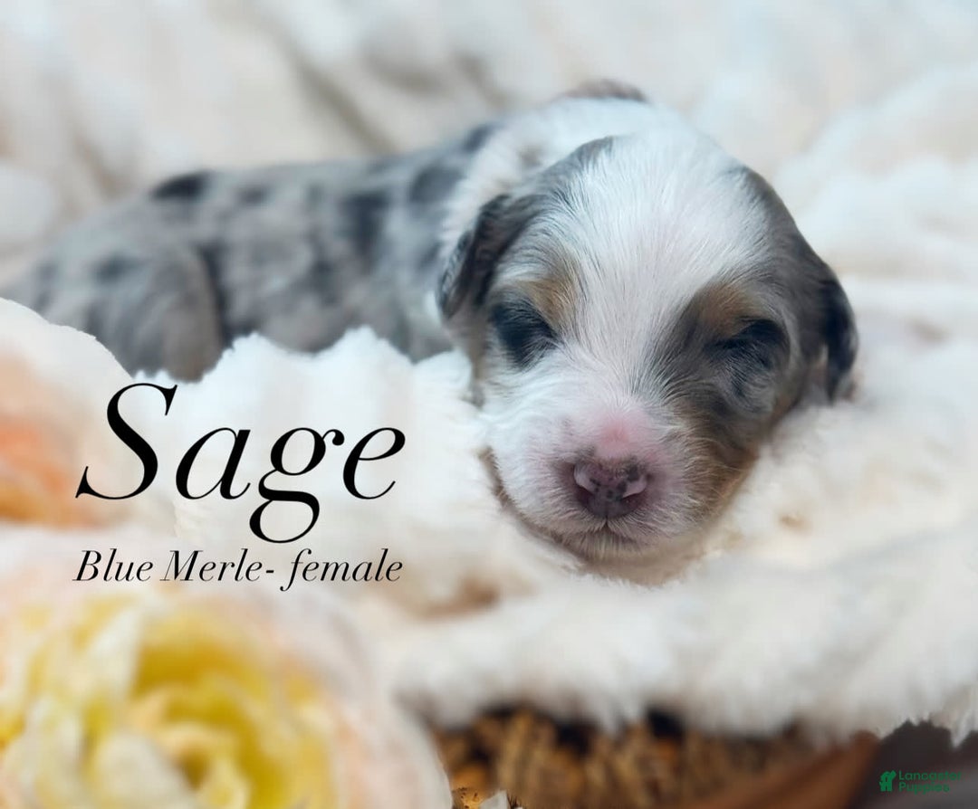 Australian Shepherd dogs for sale: Sage - Image 1