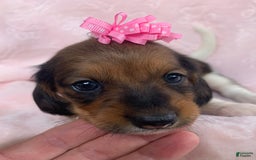 Miniature Dachshund dogs for sale: Baby Cleo - Image 4