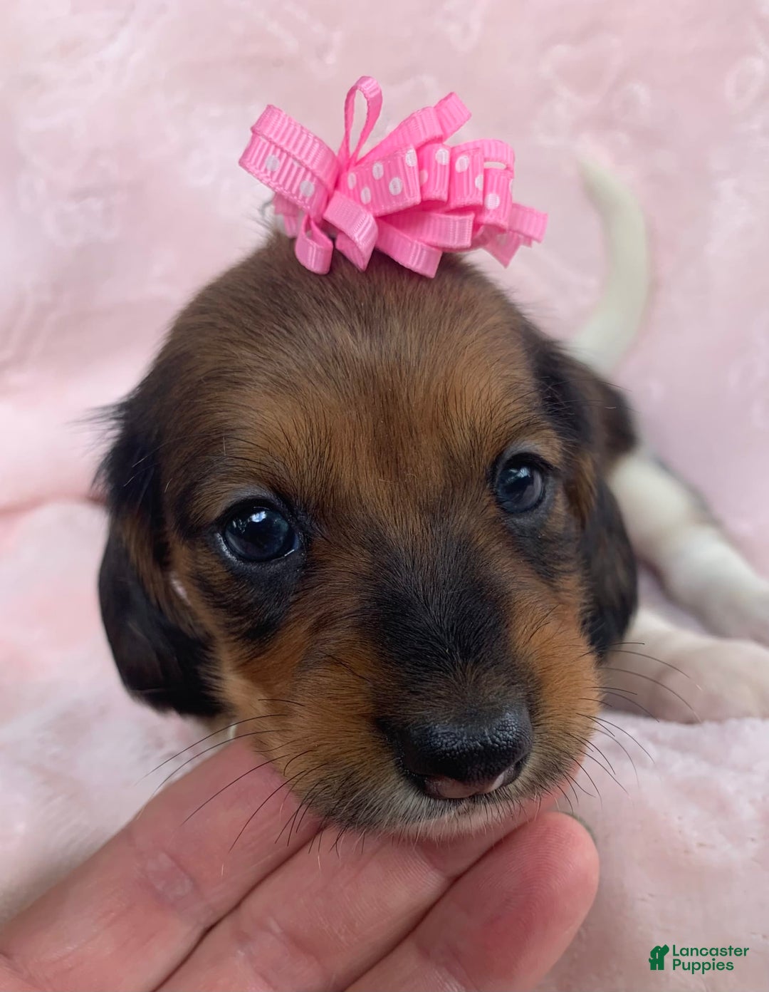 Miniature Dachshund dogs for sale: Baby Cleo - Image 4