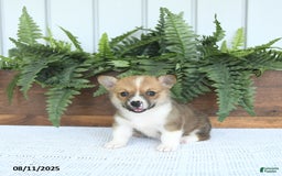 Welsh Corgi Pembroke dogs for sale: Macy - Image 3