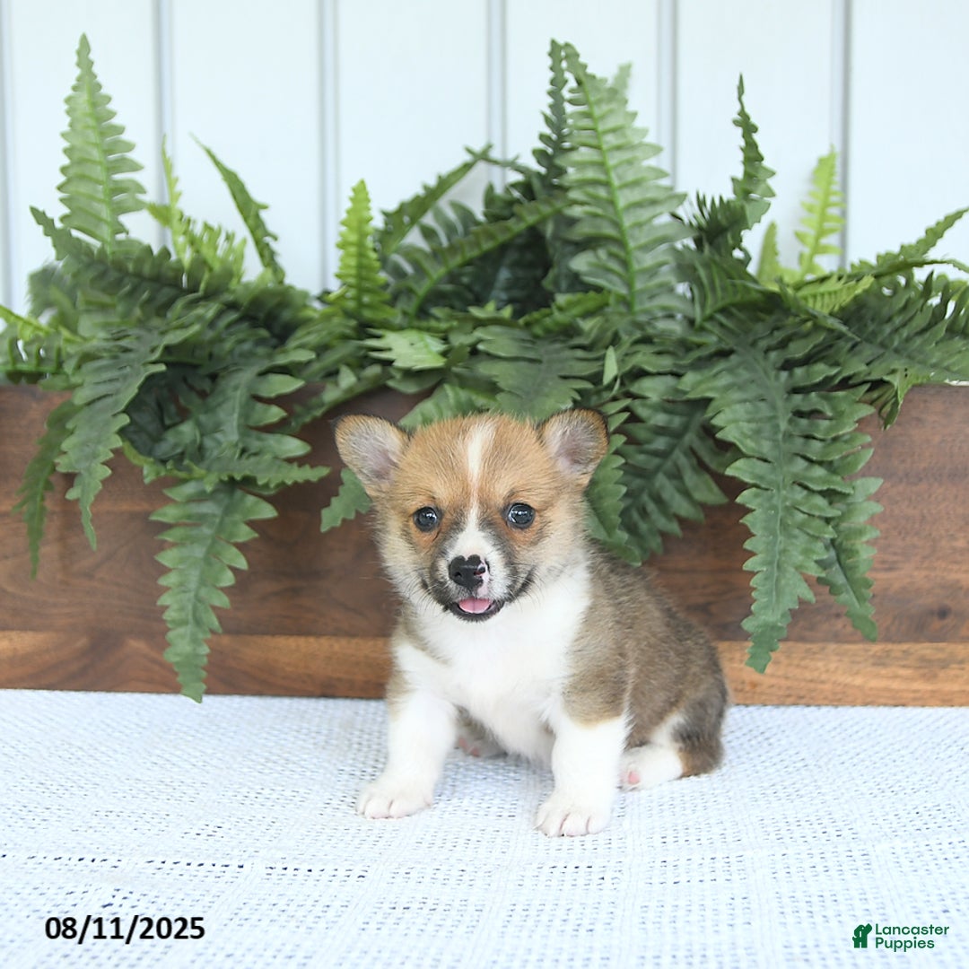 Welsh Corgi Pembroke dogs for sale: Macy - Image 3