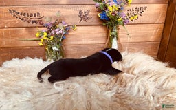 Greater Swiss Mountain Dog dogs for sale: Miss Purple - Image 1