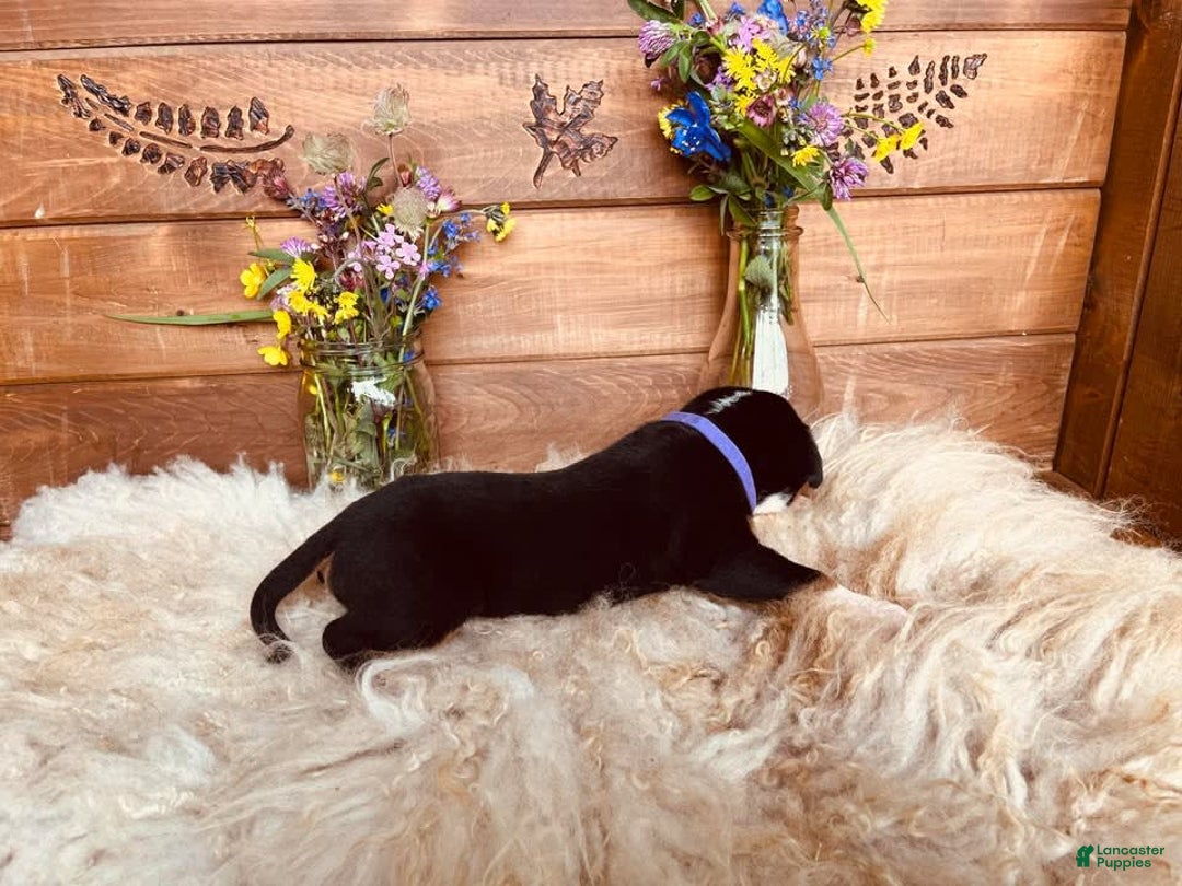 Greater Swiss Mountain Dog dogs for sale: Miss Purple - Image 1