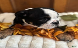 English Bulldog dogs for sale: Archie - Image 6