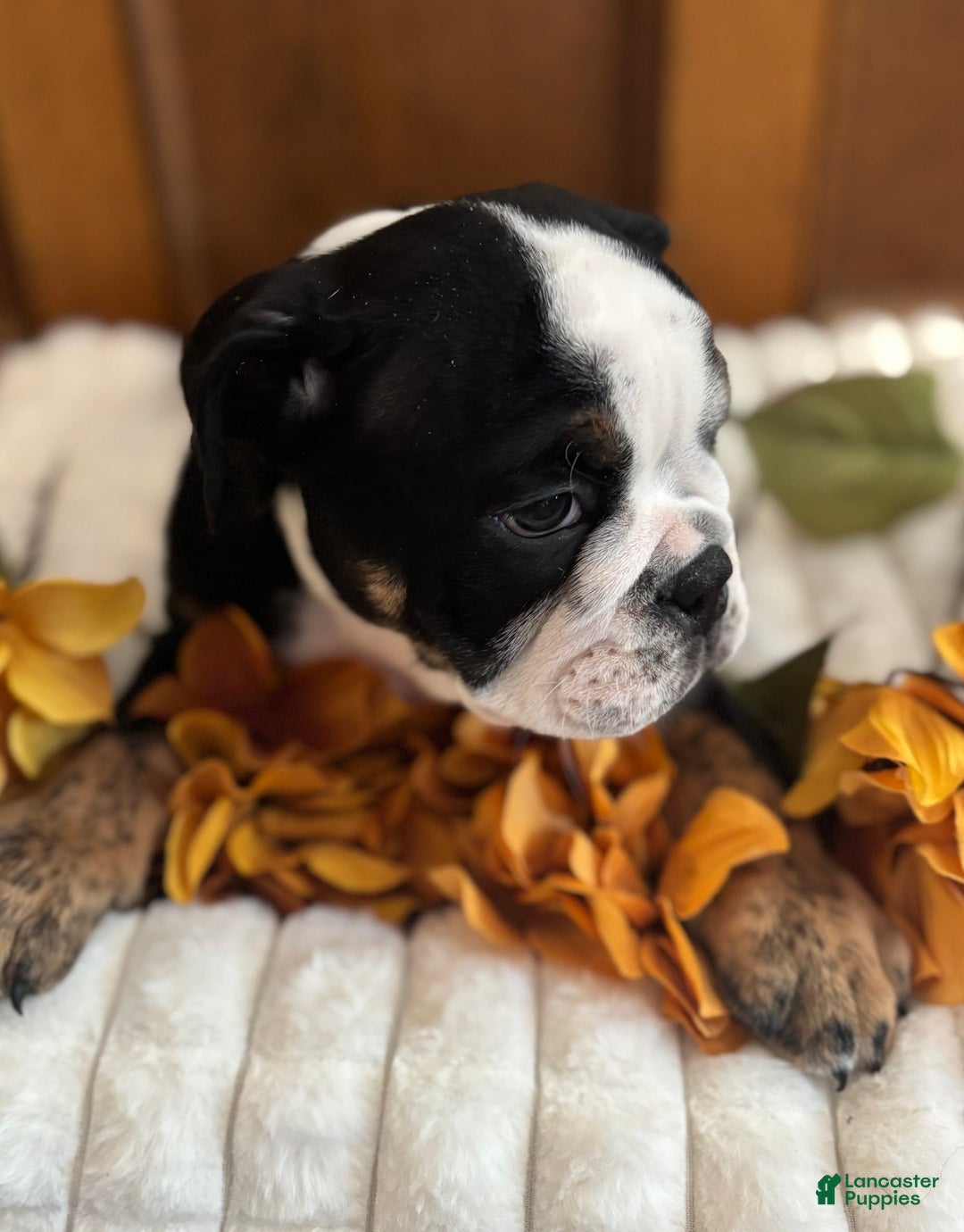 English Bulldog dogs for sale: Archie - Image 6