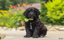 Newfypoo dogs for sale: Tanner - Image 3
