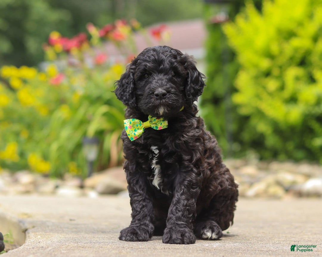 Newfypoo dogs for sale: Tanner - Image 3