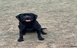 Labrador Retriever dogs for sale: Ruger - Image 8