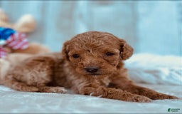Mini Goldendoodle dogs for sale: Minnie Mini F1b - Image 4