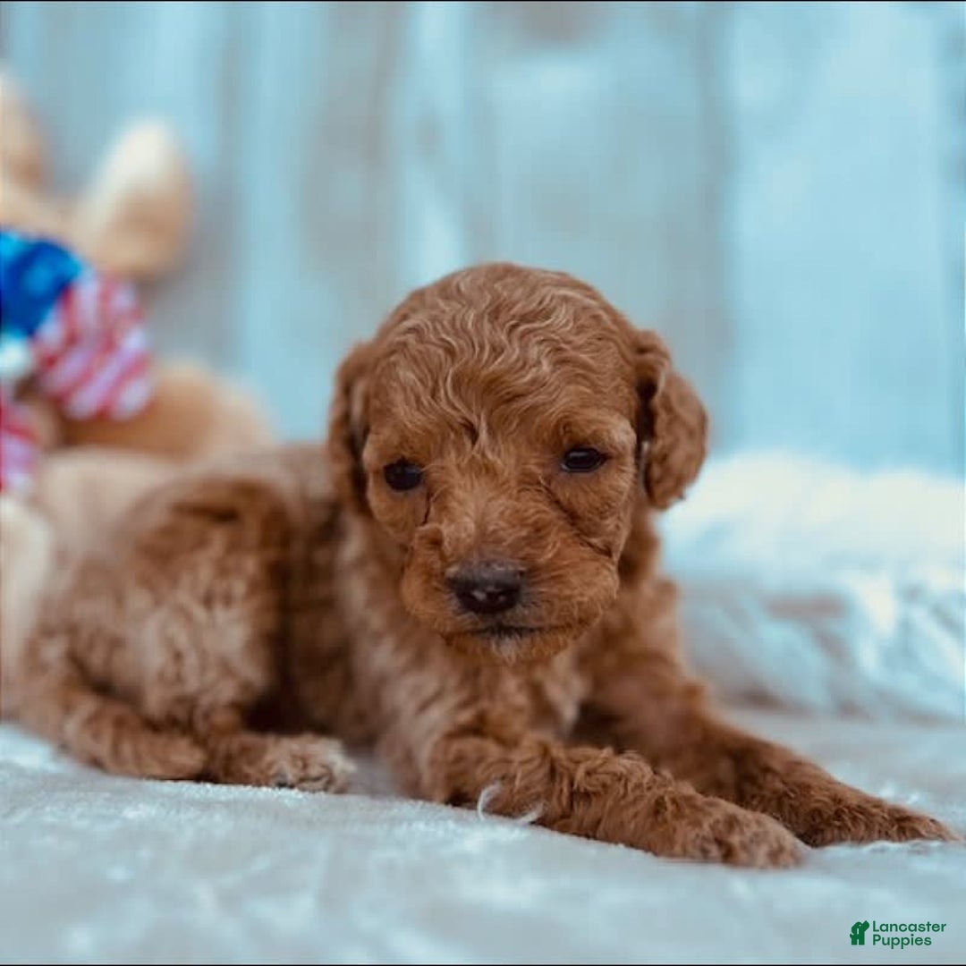 Mini Goldendoodle dogs for sale: Minnie Mini F1b - Image 4