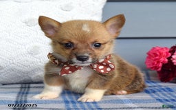 Welsh Corgi Pembroke dogs for sale: Zander - Image 4