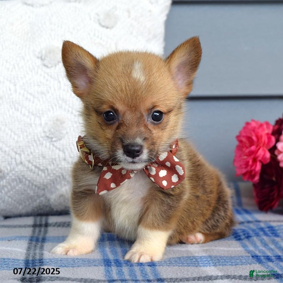 Welsh Corgi Pembroke dogs for sale: Zander - Image 4