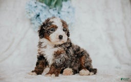 Mini Bernedoodle dogs for sale: Moe F1b - Image 5