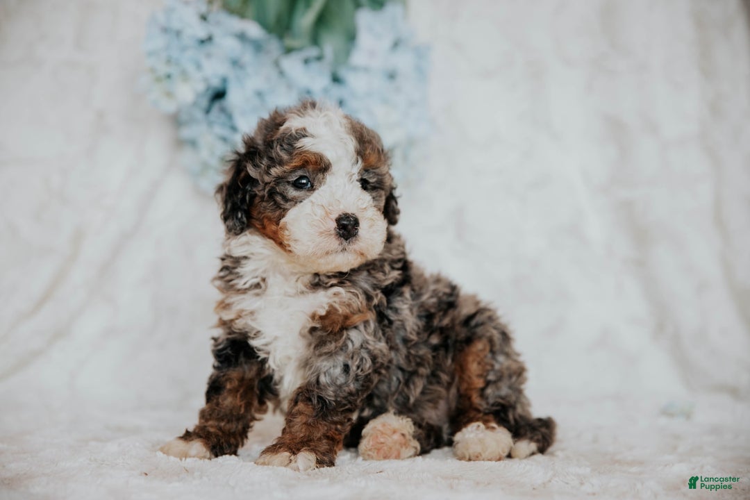 Mini Bernedoodle dogs for sale: Moe F1b - Image 5