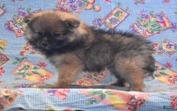 Pomeranian dogs for sale: Kevin - Image 6