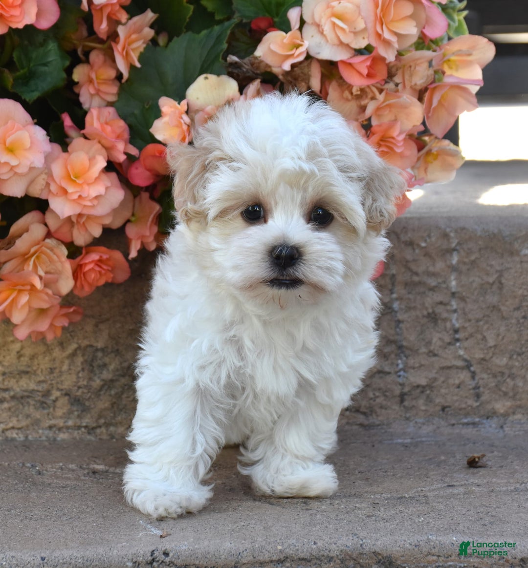 Havanese dogs for sale: Shelly - Image 1