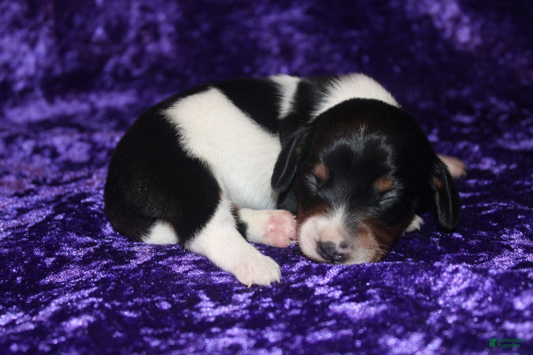 Miniature Dachshund dogs for sale: Chloe Mini - Image 23