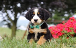 Bernese Mountain Dog dogs for sale: Koda - Image 5