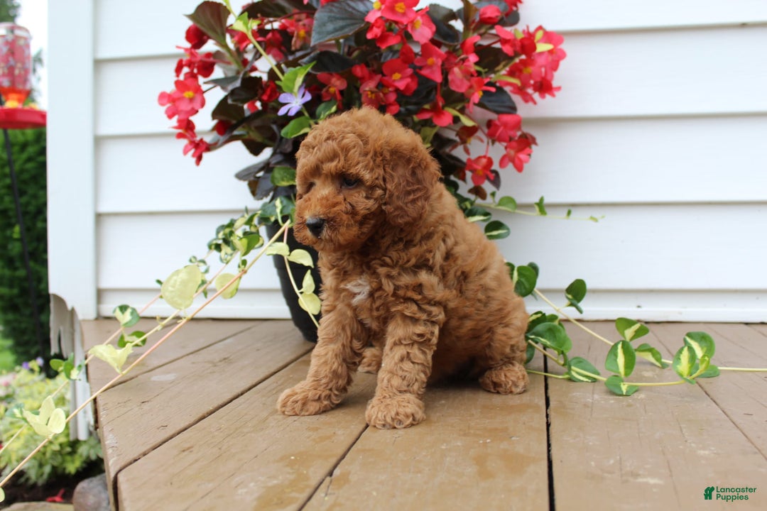 Mini Goldendoodle dogs for sale: Karly - Image 12