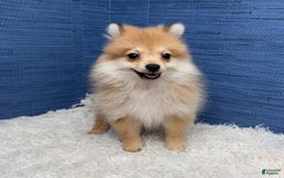 Pomeranian dogs for sale: Desiree - Image 7