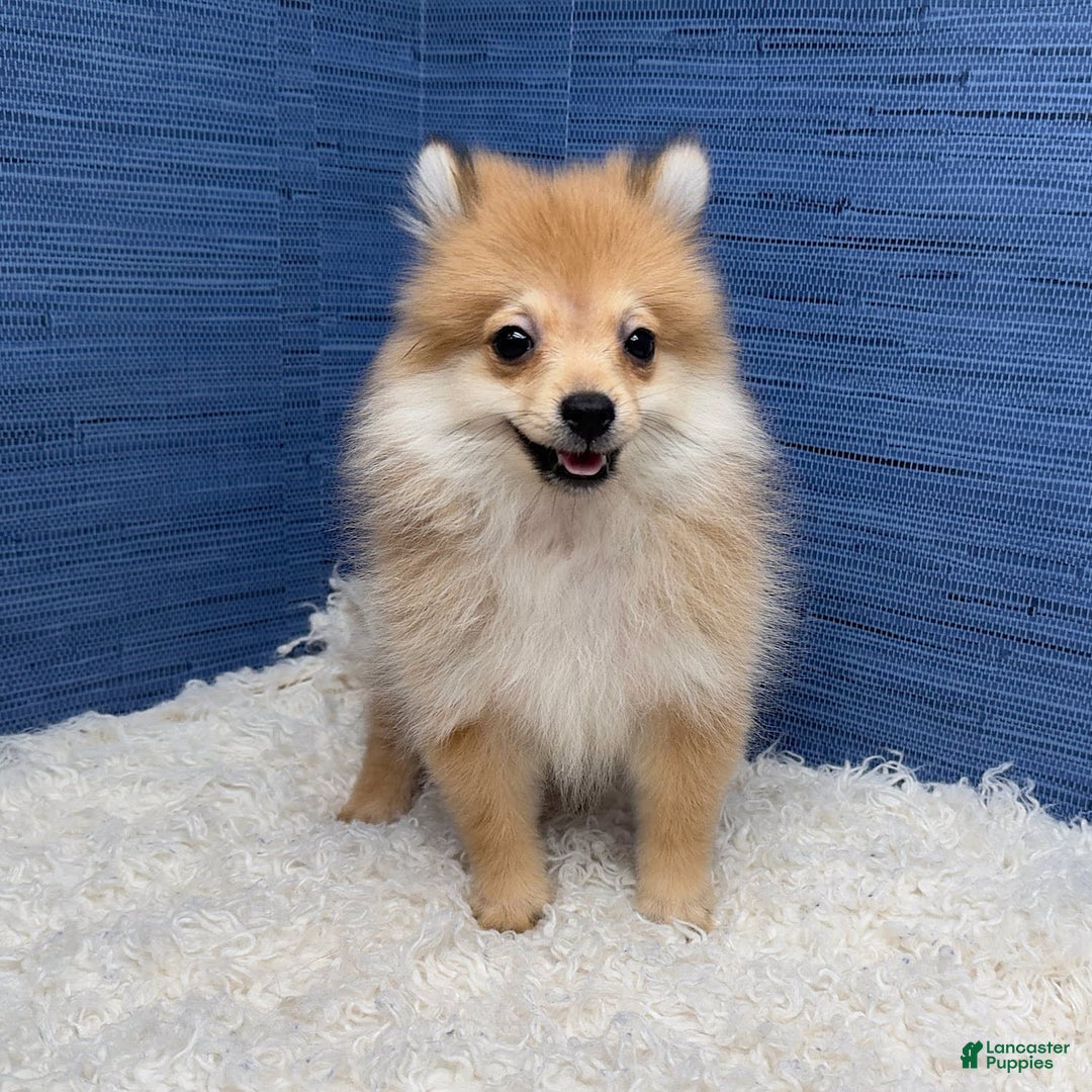 Pomeranian dogs for sale: Desiree - Image 7