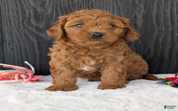 Cavapoo dogs for sale: Loki - Image 7