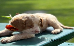 Brittany Spaniel dogs for sale: Judson - Image 2