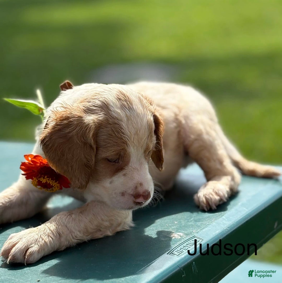 Brittany Spaniel dogs for sale: Judson - Image 2